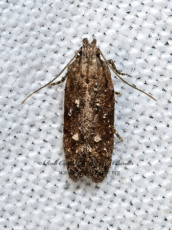 Hypatima  TWIRLER MOTH 3039261z