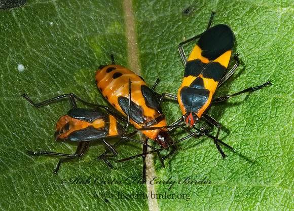 Oncopeltus fasciatus  LARGE MILKWEED BUG 5002129z