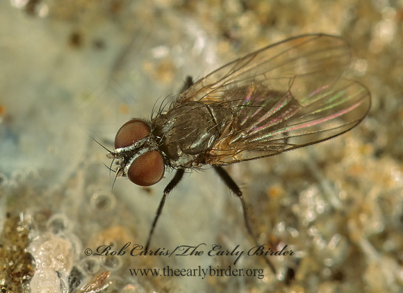 Fannia  FANNIID FLY 243318~ z