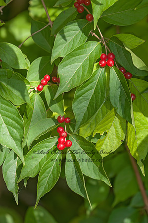 Lonicera maackii  AMUR HONEYSUCKLE 3014549z