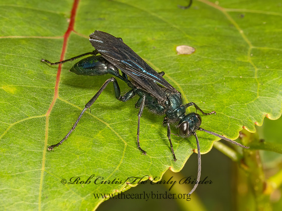 Chalybion californicum  BLUE MUD WASP 3042491z