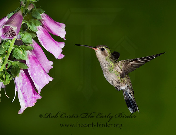 Cyanthus latirostris  BROAD-BILLED HUMMINGBIRD 6025844