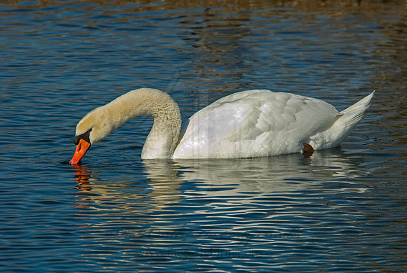 Cygnus olor  MUTE SWAN 6000495