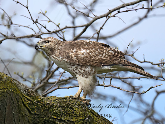 Buteo jamaicensis  RED-TAILED HAWK 9076553Z