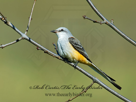 Tyrannus forficatus SCISSOR-TAILED FLYCATCHER 9006690z