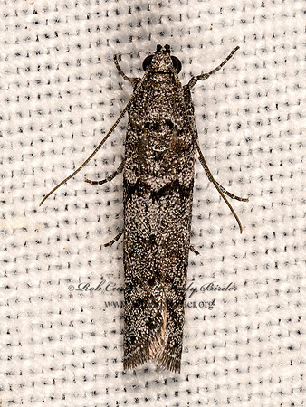 Phycitini  PYRALID MOTH 3036493z