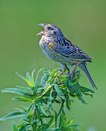 Ammodramus savannarum  GRASSHOPPER SPARROW 29911z