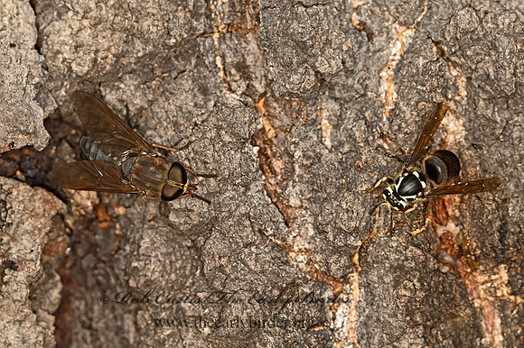 Dolichovespula maculata  BALD-FACED HORNET 9052739z