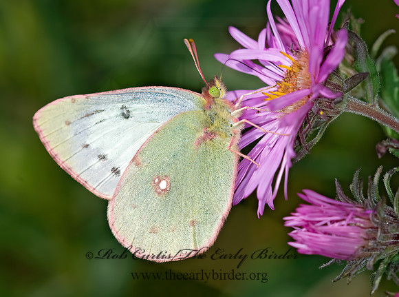 Colias eurytheme  ORANGE SULPHUR  6015711z