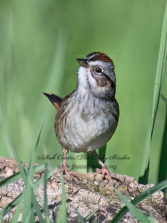 Melospiza georgiana  SWAMP SPARROW 9076599z
