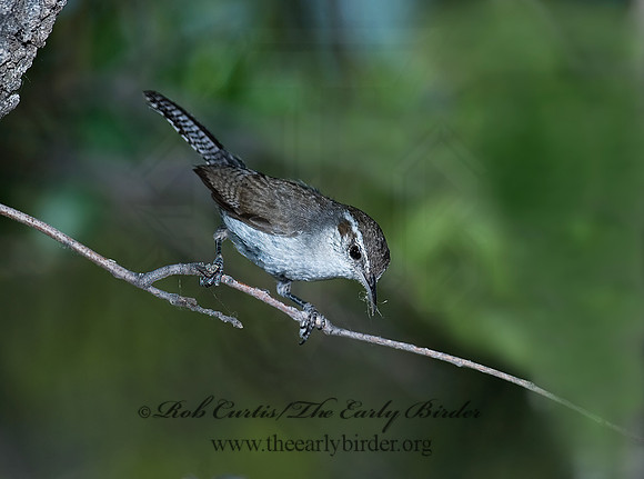 Thyromanes bewickii  BEWICK'S WREN 7008753z