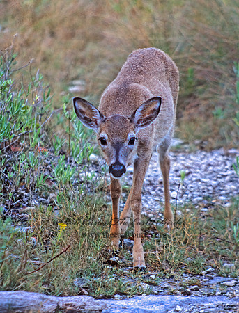 Odocoileus virginianus clavium  KEY DEER 249933z