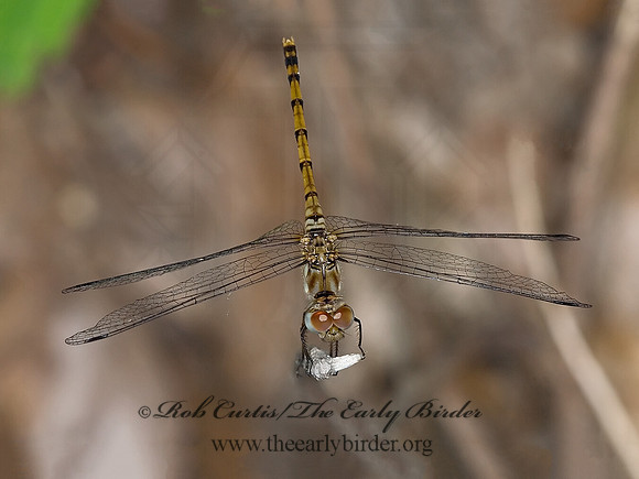 Sympetrum MEADOWHAWK 6007990