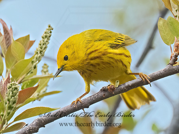Setophaga petechia  YELLOW WARBLER 9076320z