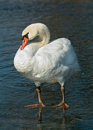Cygnus olor  MUTE SWAN 6000452