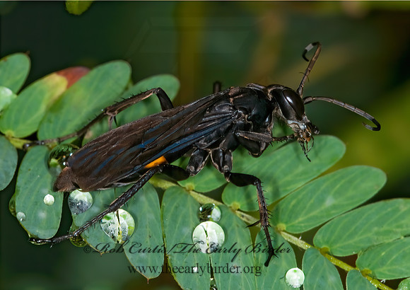 Anoplius semicinctus  SPIDER WASP 6013683z