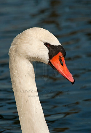 Cygnus olor  MUTE SWAN 5018410