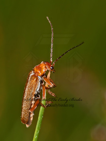 Cantharis livida  SOLDIER BEETLE 3013708z