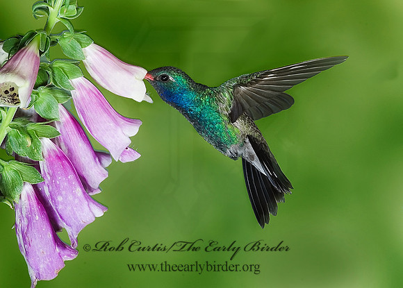 Cyanthus latirostris  BROAD-BILLED HUMMINGBIRD 6025667