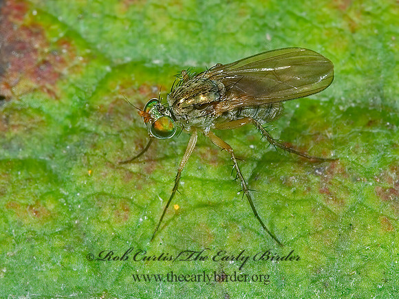 Dolichopus  LONGLEGGED FLY 5001643z