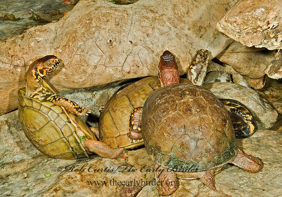 Terrapene carolina triunguis  3-TOED BOX TURTLE 4003252z
