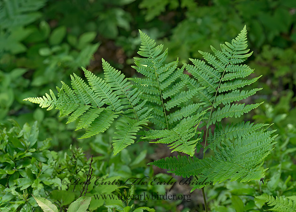 Pteridium aquilinum  BRACKEN FERN 9031574z