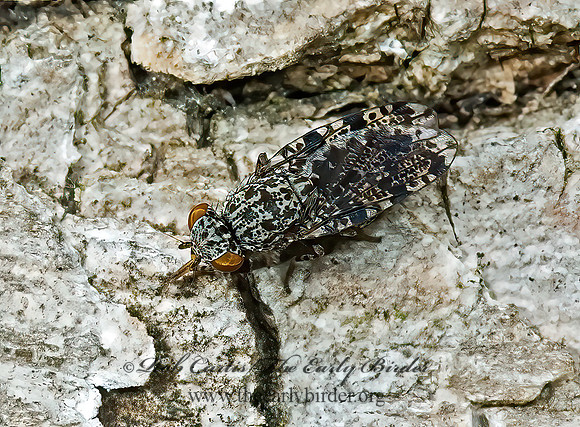 Callopsistromyia annulipes  PICTURE-WINGED FLY 5008819z