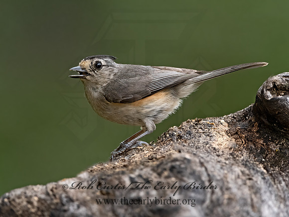 Baeolophus atricristatus  BLACK-CRESTED TITMOUSE 3035512z