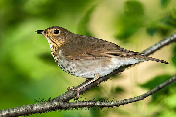 Catharus ustulatus  SWAINSON'S THRUSH 8022281z