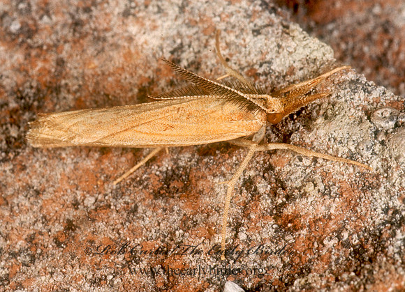 Thaumatopsis  GRASS-VENEER Crambini tp1  GRASS-VENEER 278211