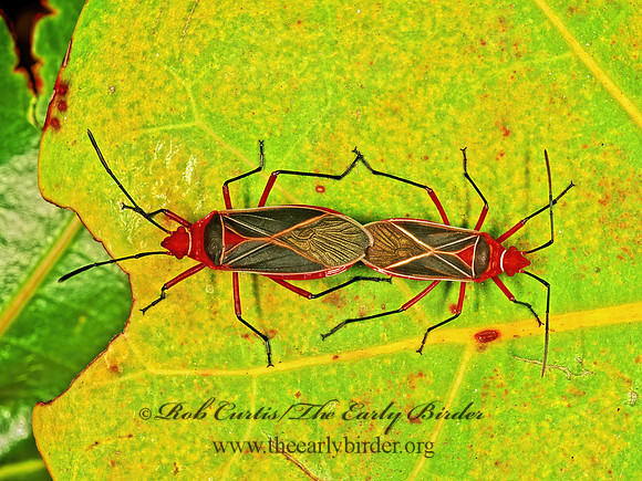 Dysdercus suturellus  PYRRHOCORID RED BUG  248334z