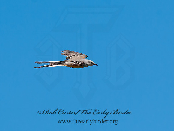 Tyrannus forficatus SCISSOR-TAILED FLYCATCHER 8029660z