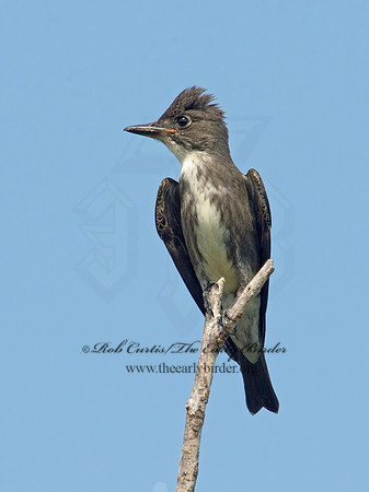 Contopus cooperi  OLIVE-SIDED FLYCATCHER 9003948z