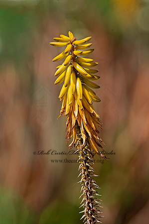 Aloe vera~ ALOE 9055739z