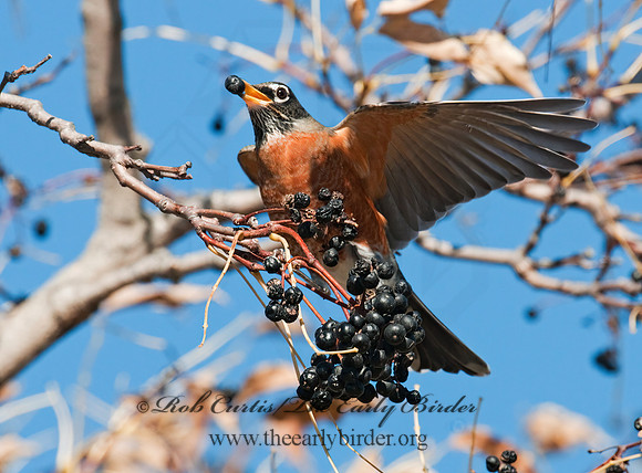 Turdus migratorius  AMERICAN ROBIN 3004639z