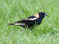 Dolichonyx oryzivorus  BOBOLINK 9076432z