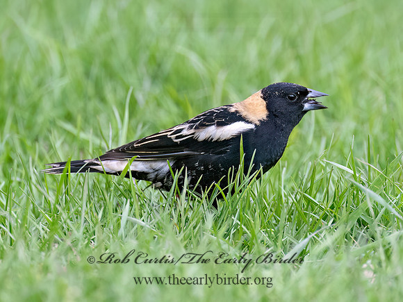 Dolichonyx oryzivorus  BOBOLINK 9076432z