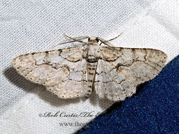 Iridopsis perfectaria  BOARMIINI GEOMETER 3039361z