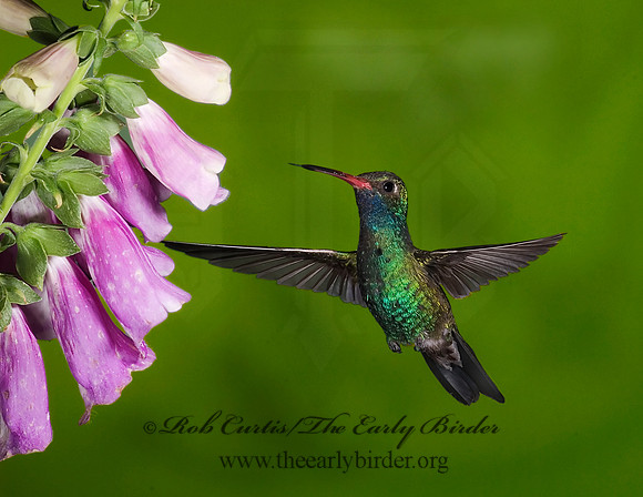 Cyanthus latirostris  BROAD-BILLED HUMMINGBIRD 6025633-