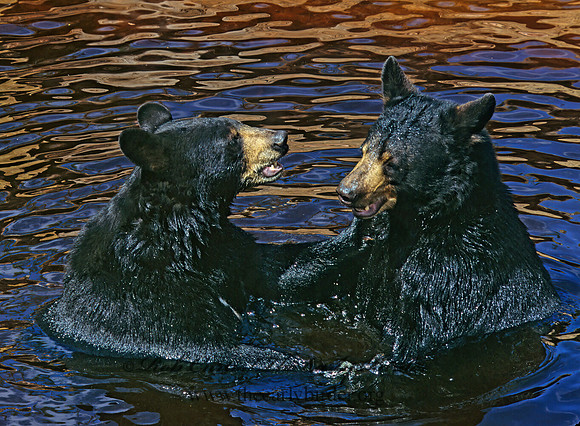 Ursus americanus  BLACK BEAR  302536z