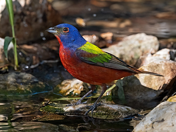 Passerina ciris  PAINTED BUNTING 3040994z