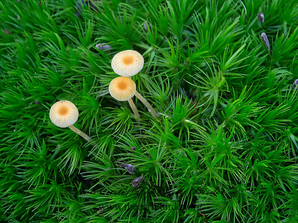 Rickenella fibula   REPETOBASIDIACEAE MUSHROOM 9042076z