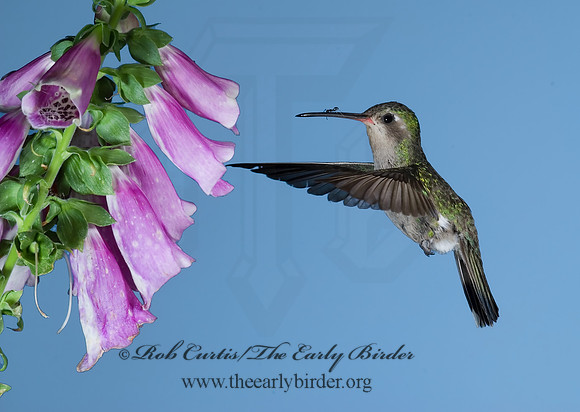 Cyanthus latirostris  BROAD-BILLED HUMMINGBIRD 6025839 -