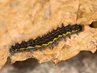 Haploa HAPLOA MOTH 9025910z