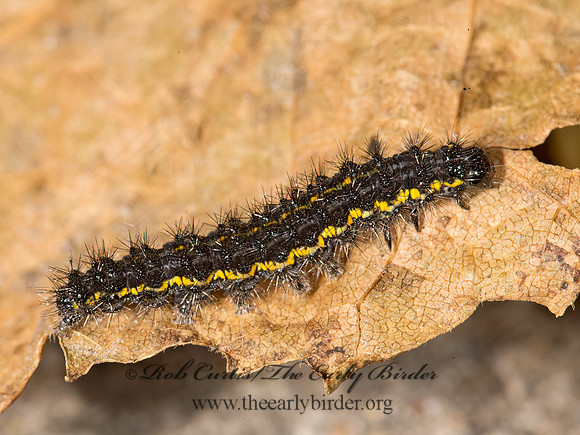 Haploa HAPLOA MOTH 9025910z