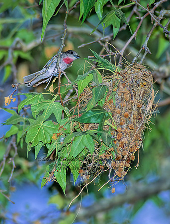 Pachyramphus aglaiae  ROSE-THROATED BECARD 94810z