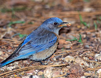 Sialia mexicana  WESTERN BLUEBIRD 122029z