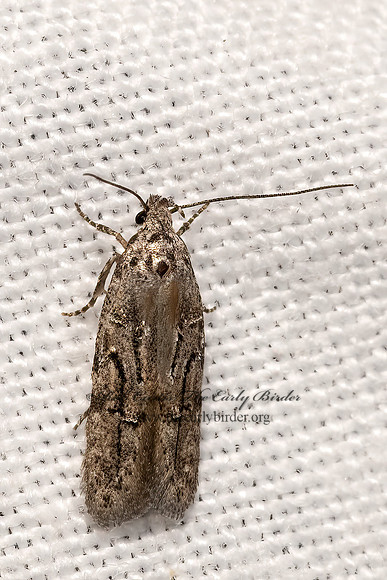 Gelechiinae  TWIRLER MOTH 3036574z