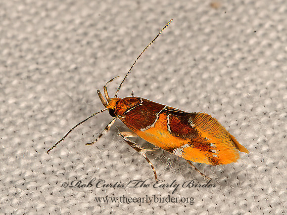 Epicallima argenticinctella  ORANGE-HEADED EPICALLIMA 9066629z