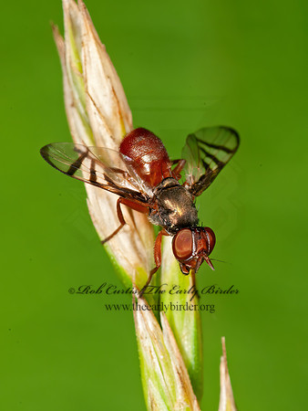 Rivellia quadrifasciata~  SOYBEAN NODULEL FLY  3015458z